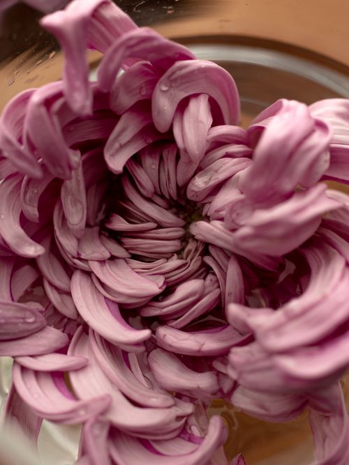 Free Detailed view of pink chrysanthemum petals with water droplets, showcasing texture and pattern. Stock Photo