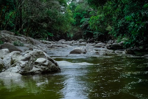 Free Running Stream Surrounded With Green Trees Stock Photo