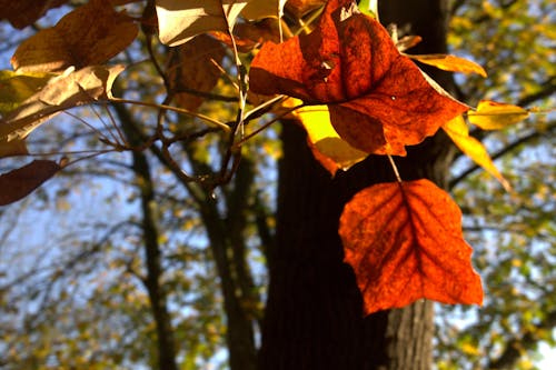 Free stock photo of autumn, autumn background, autumn leaves Stock Photo