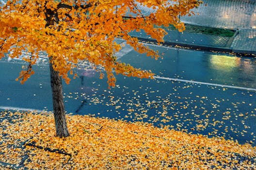 A tree with bright yellow autumn leaves beside a wet street during fall.