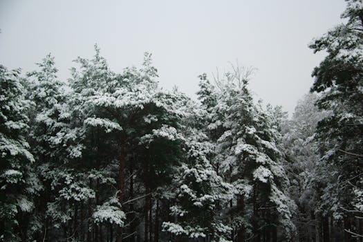 Serene winter forest with snow-laden trees under a gloomy sky.