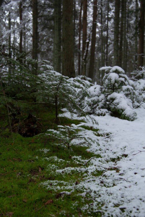 Free Serene winter forest landscape featuring snow-dusted trees and vibrant green moss. Stock Photo