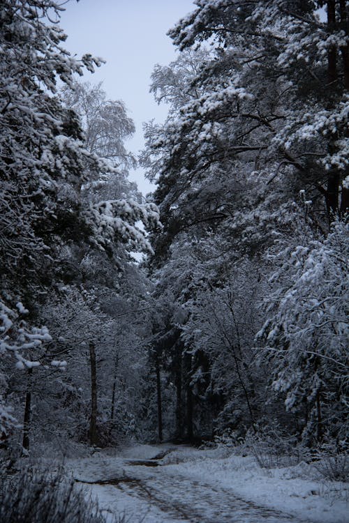 бесплатная Бесплатное стоковое фото с вертикальный выстрел, деревья, зима Стоковое фото
