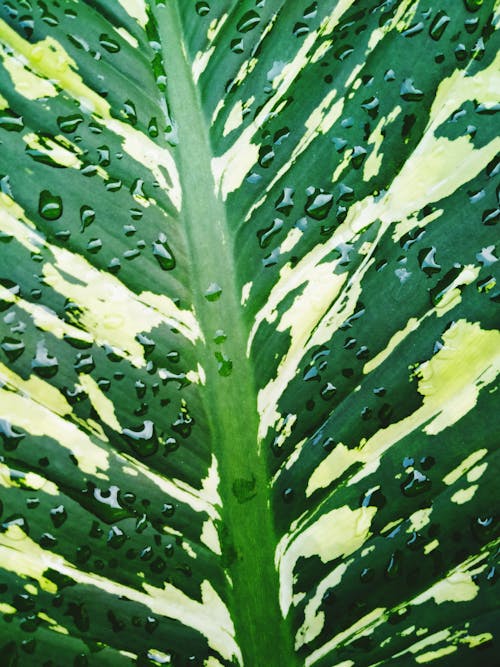 A Wet Leaf in Close-Up Photography