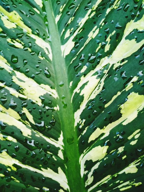 Free Vibrant green leaf from East Java with water droplets highlighting its texture and color. Stock Photo