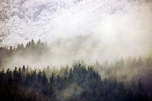 açık hava, ağaçlar, bulutlar içeren Ücretsiz stok fotoğraf