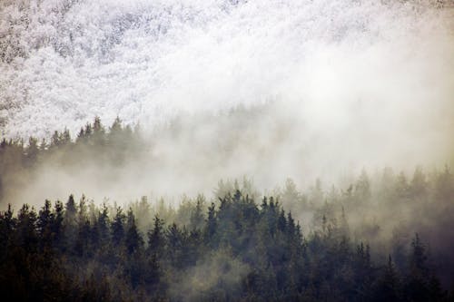 Green Trees Covered With White Clouds