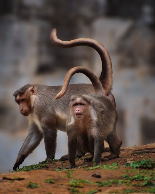 A Photo of Brown Monkeys