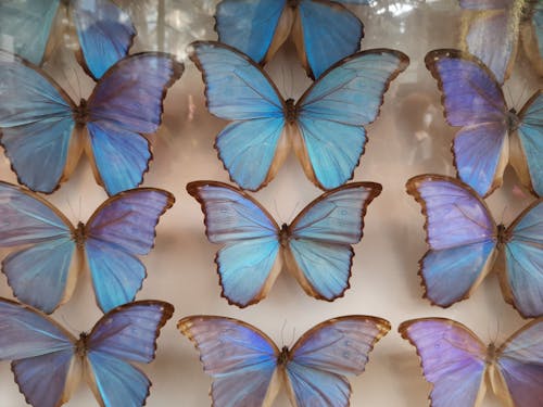 Gratis arkivbilde med blå, blå sommerfugl, flygende dyr
