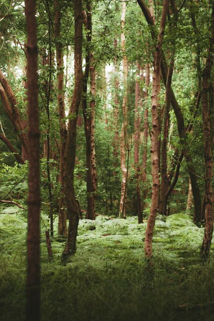 Serene forest landscape with dense greenery and tall trees, capturing the essence of nature in England.