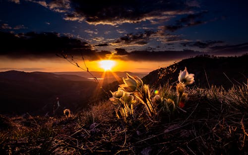 Free stock photo of beautiful flower, golden sunset, mountains