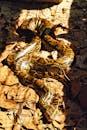 A Python Crawling on Dried Leaves