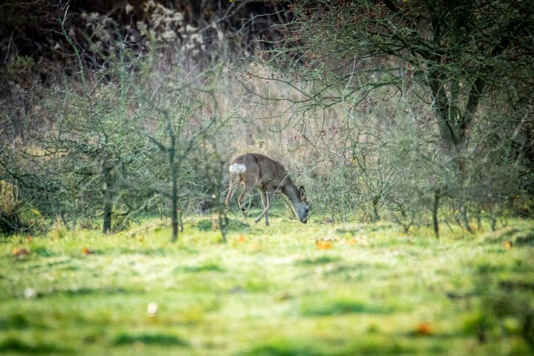 Deer Among Trees