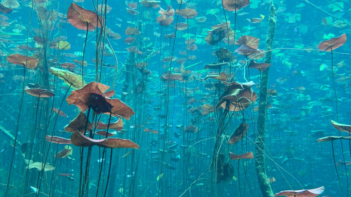 Aquatic green plants beneath water; illustrative image, not a verified Taxiphyllum barbieri identification