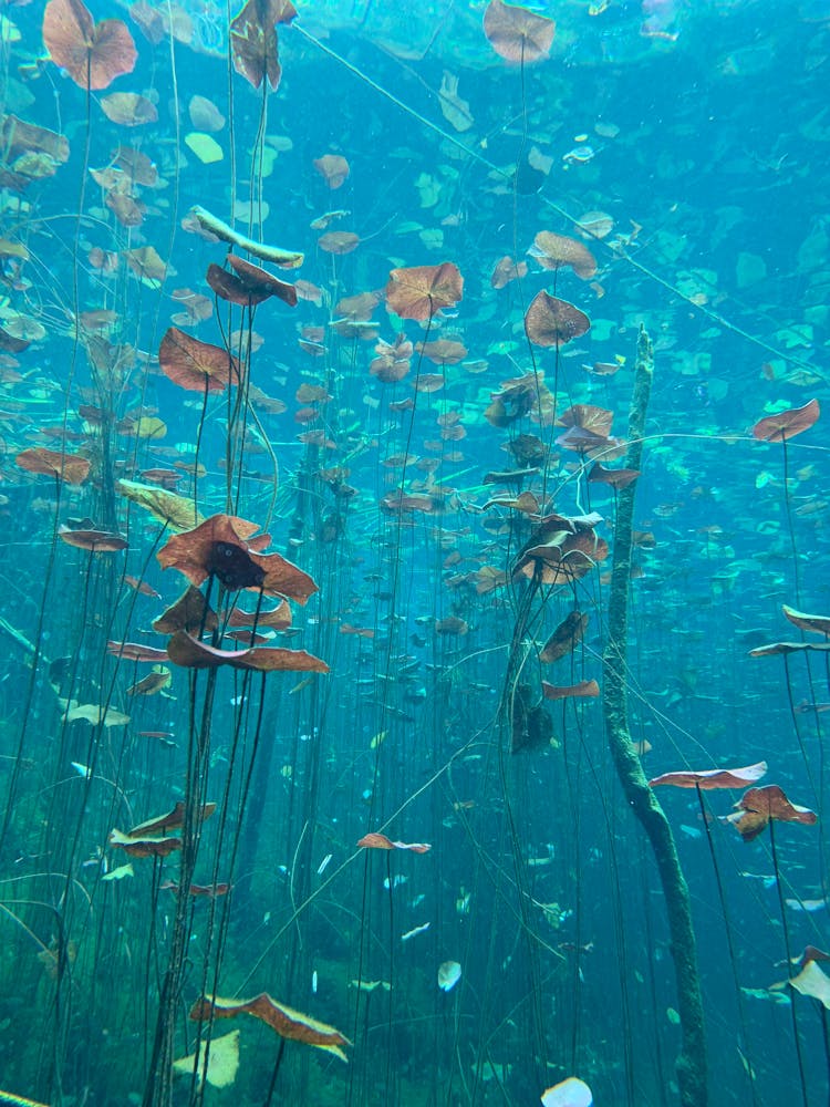 Underwater Plants In Aquarium