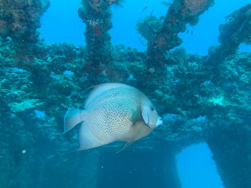 Free Gray Angelfish Swimming Underwater Stock Photo