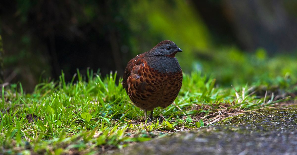 Balbool Bird Close-up of a Chinese Bamboo Partridge · Free Stock Photo