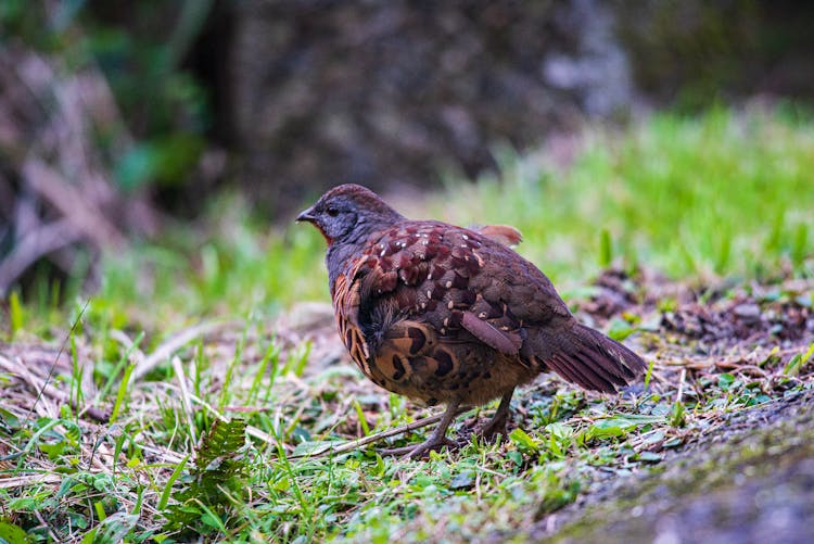 Close-Up Shot Of A Partridge Bird On The Ground
