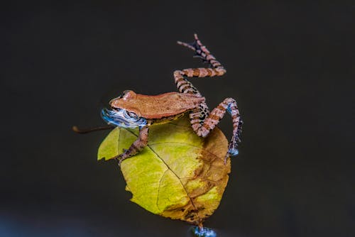 Gratis lagerfoto af amphibia, blad, dyrefotografering Lagerfoto