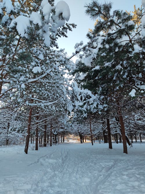 Ücretsiz ağaçlar, buz tutmuş, dikey atış içeren Ücretsiz stok fotoğraf Stok Fotoğraflar