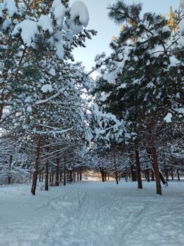 Scenic winter forest pathway covered in fresh snow, creating a serene and tranquil setting.