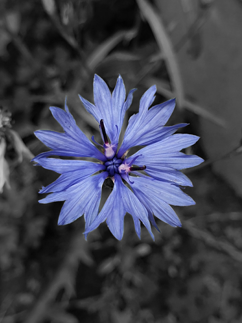 Free stock photo of aesthetic, black and white, blue Stock Photo