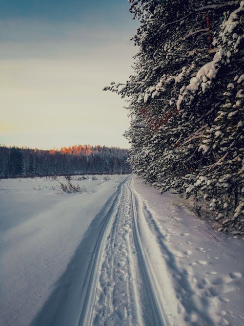 Gratis lagerfoto af forkølelse, frossen, frost