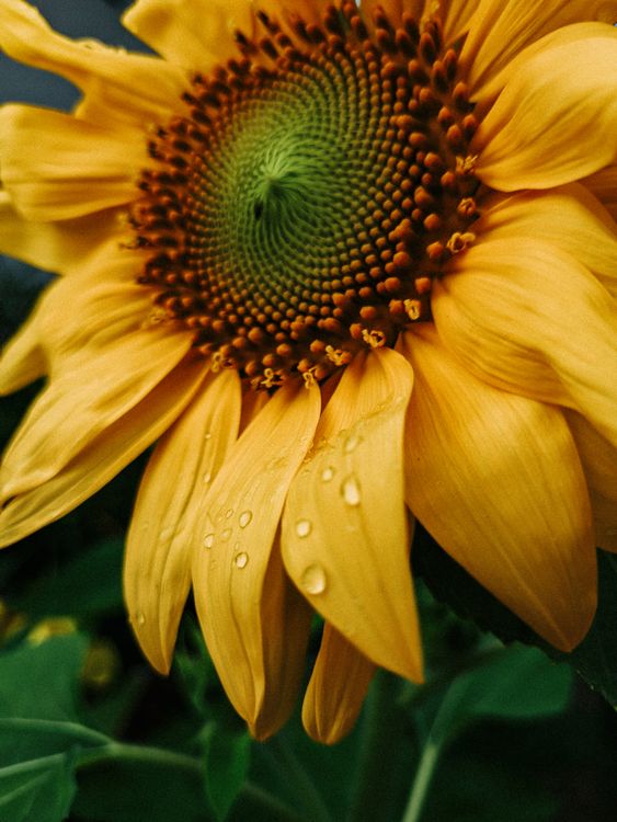 Funflower Sunflower Close-up · Free Stock Photo