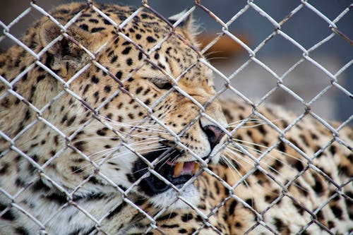 A Close-up Shot of a Leopard Behind a Chain Link Fence