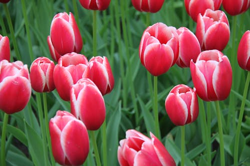 A Pink Tulips in Full Bloom