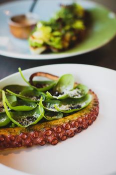 octopus photo