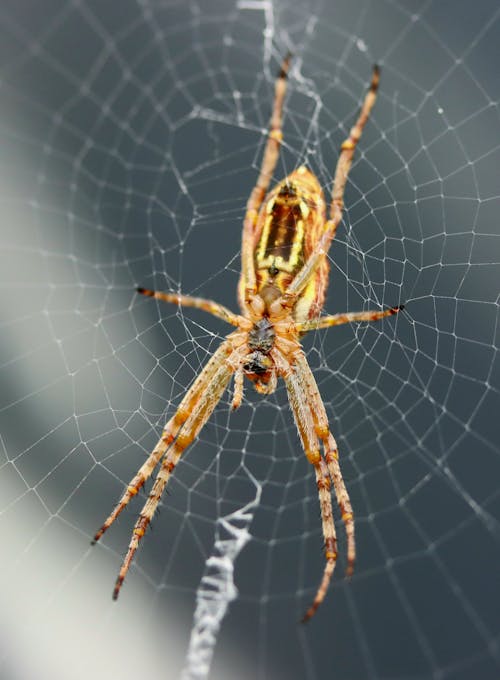 Close-up Photo of a Spider on Spider Web