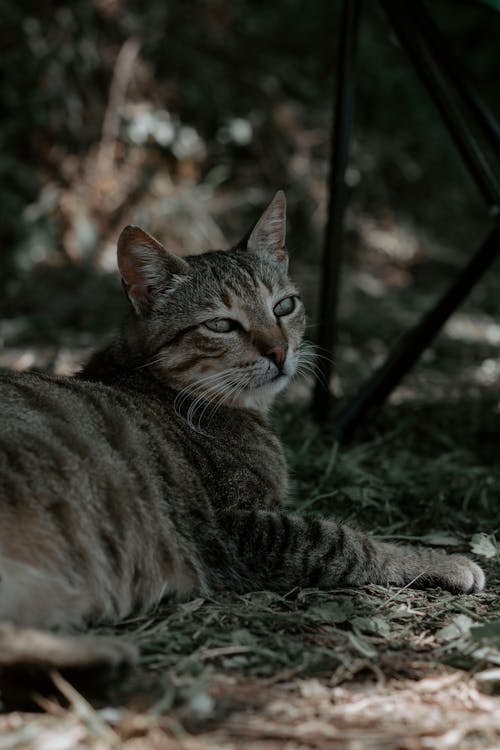 Free A Cat Lying on the Ground Stock Photo