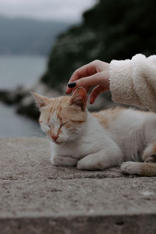 Free A serene cat enjoys a gentle petting by the ocean on a cloudy day. Stock Photo