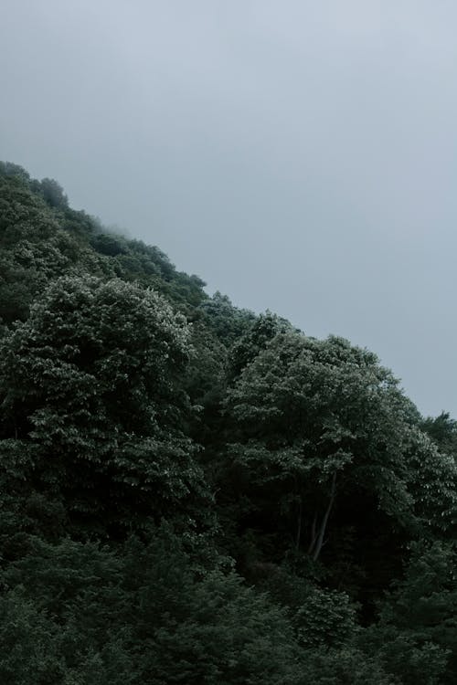 Fotos de stock gratuitas de árboles verdes, cielo blanco, crecimiento