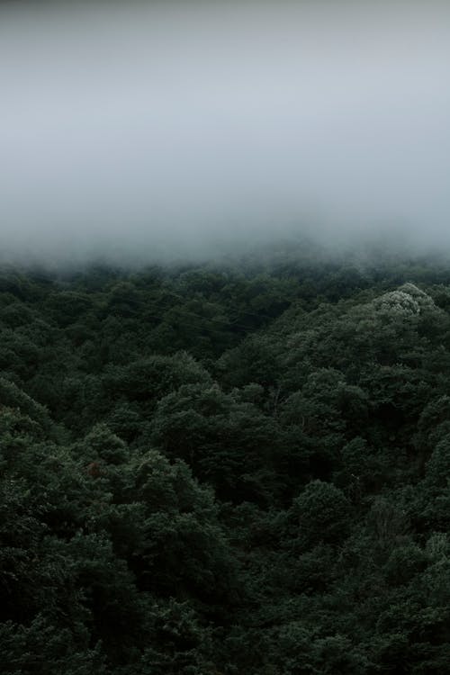 Бесплатное стоковое фото с вертикальный выстрел, гора, зеленые деревья