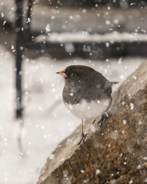 A Junco Bird Perched on the Rock while Snowing