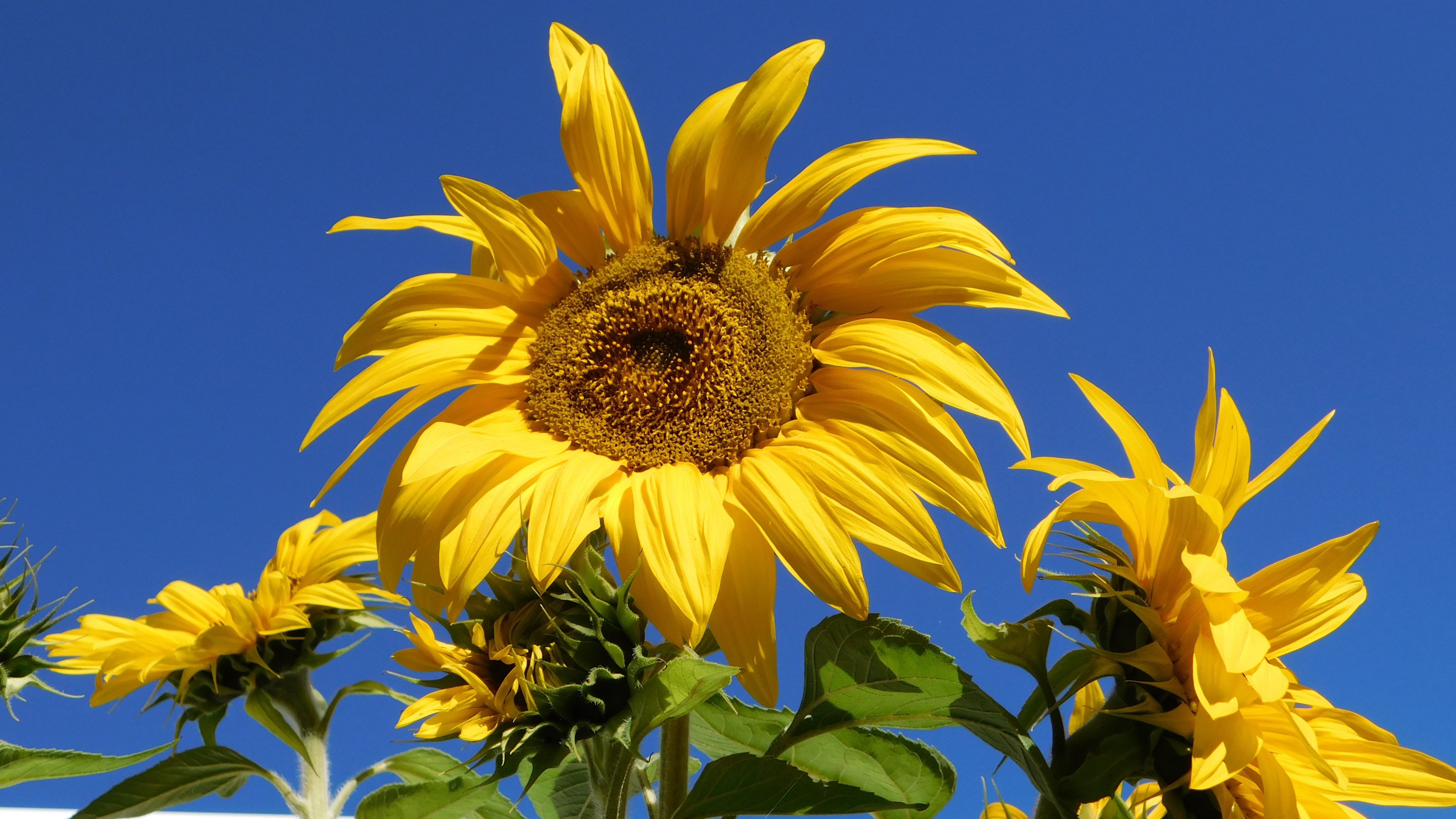A Yellow Sunflowers Under the Blue Sky · Free Stock Photo