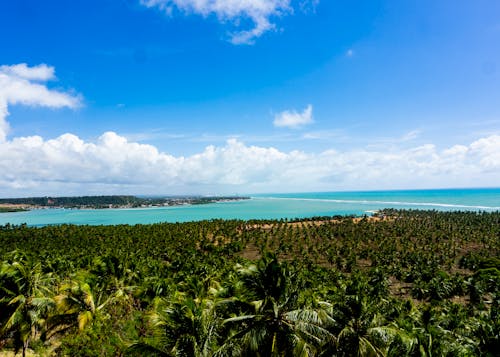 Free stock photo of coconut grove