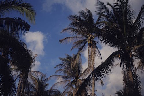 Free Photograph of Coconut Trees Under a Blue Sky Stock Photo