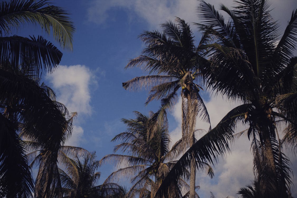 Бесплатное стоковое фото с деревья, кокосовые пальмы, пальмовые деревья