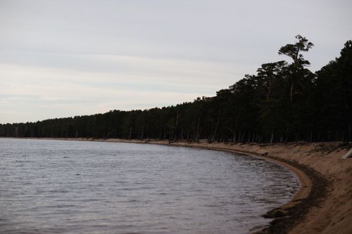 Free Peaceful view of a forest lining a calm beach at dusk, with gentle water reflections. Stock Photo