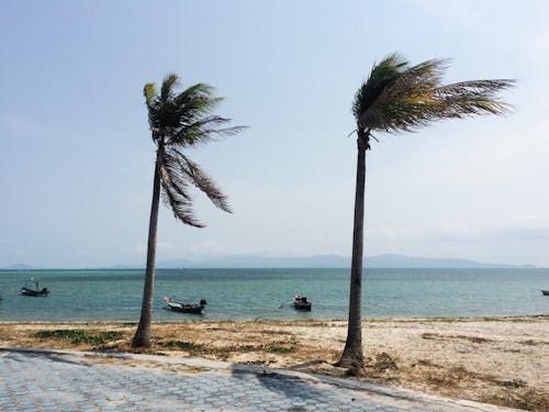 Two Palm Trees on the Sea Shore