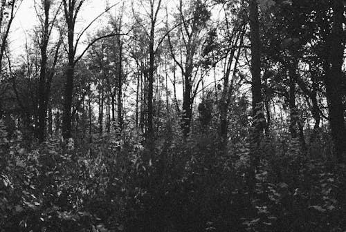 Fotobanka s bezplatnými fotkami na tému čiernobiely, čierny a biely, les