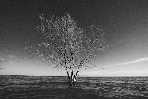 A Grayscale Photo of a Leafless Tree in the Middle of the Sea