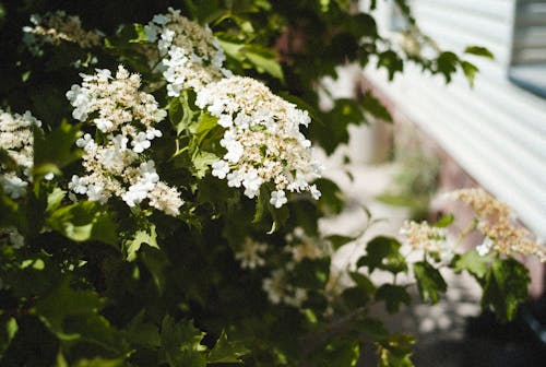 Free A White Flowers with Green Leaves Stock Photo
