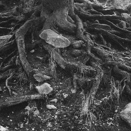 Free Grayscale Photo of Roots  Stock Photo