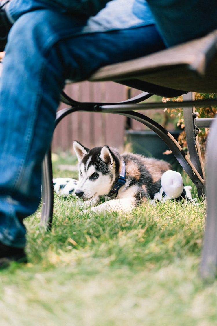 Husky Dog Lying Under Chair Outdoors