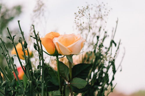 Free Yellow Rose in Bloom Stock Photo