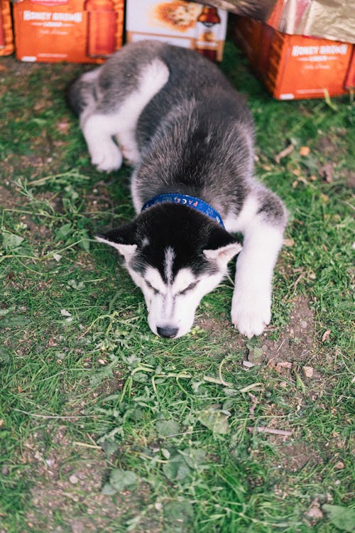 A Siberian Husky Lying on Green Grass